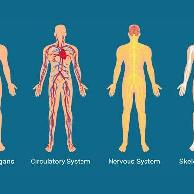 Anatomy and Physiology Course Online