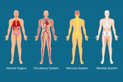 Anatomy and Physiology Course Online