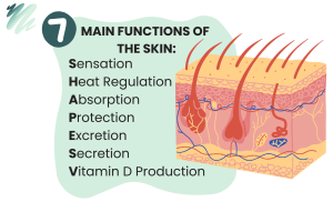Functions of the Skin and Eyelashes - Hampson Training