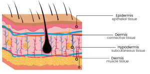 Subcutaneous Layer (Hypodermis) - Hampson Training